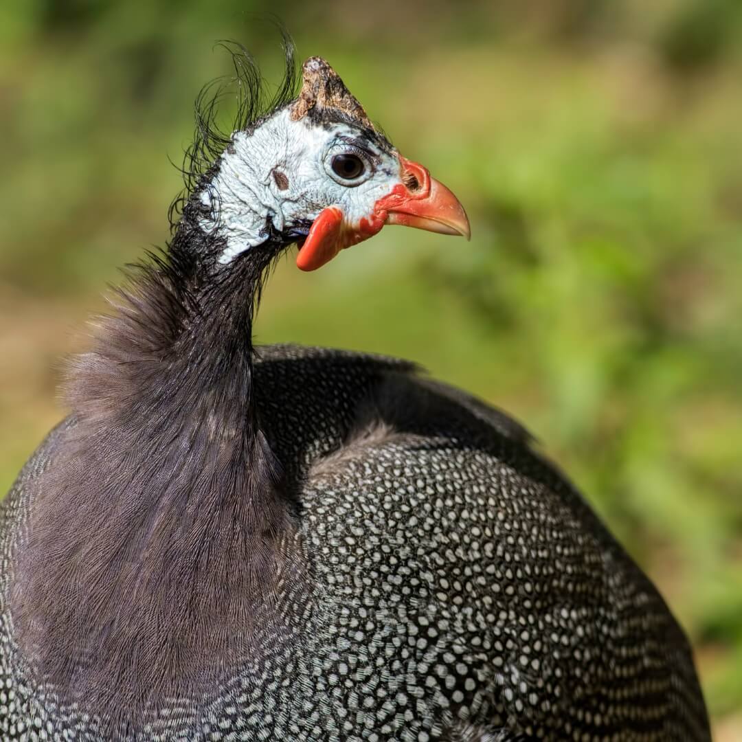 son plumage facon tissu dot point
