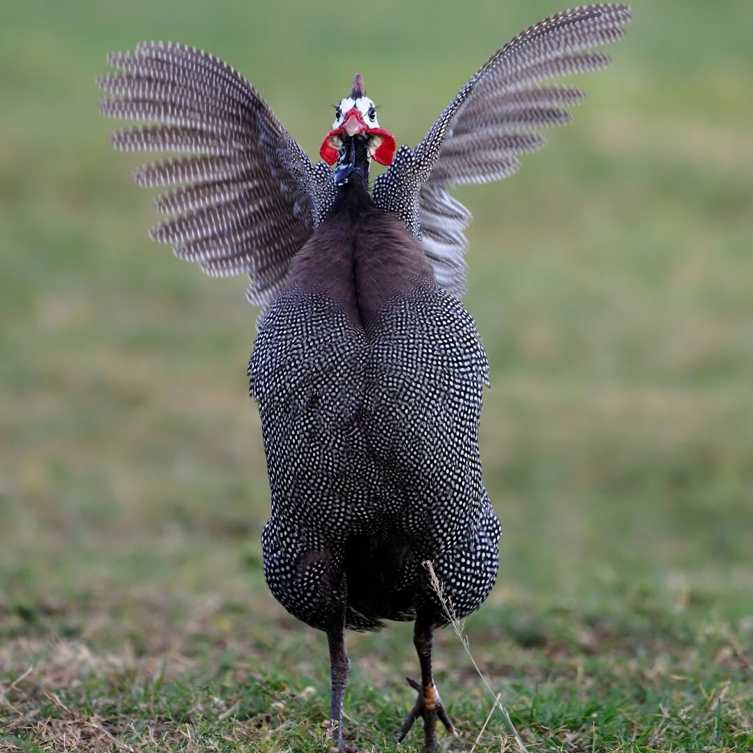 pintade de numidie qui étend ses ailes