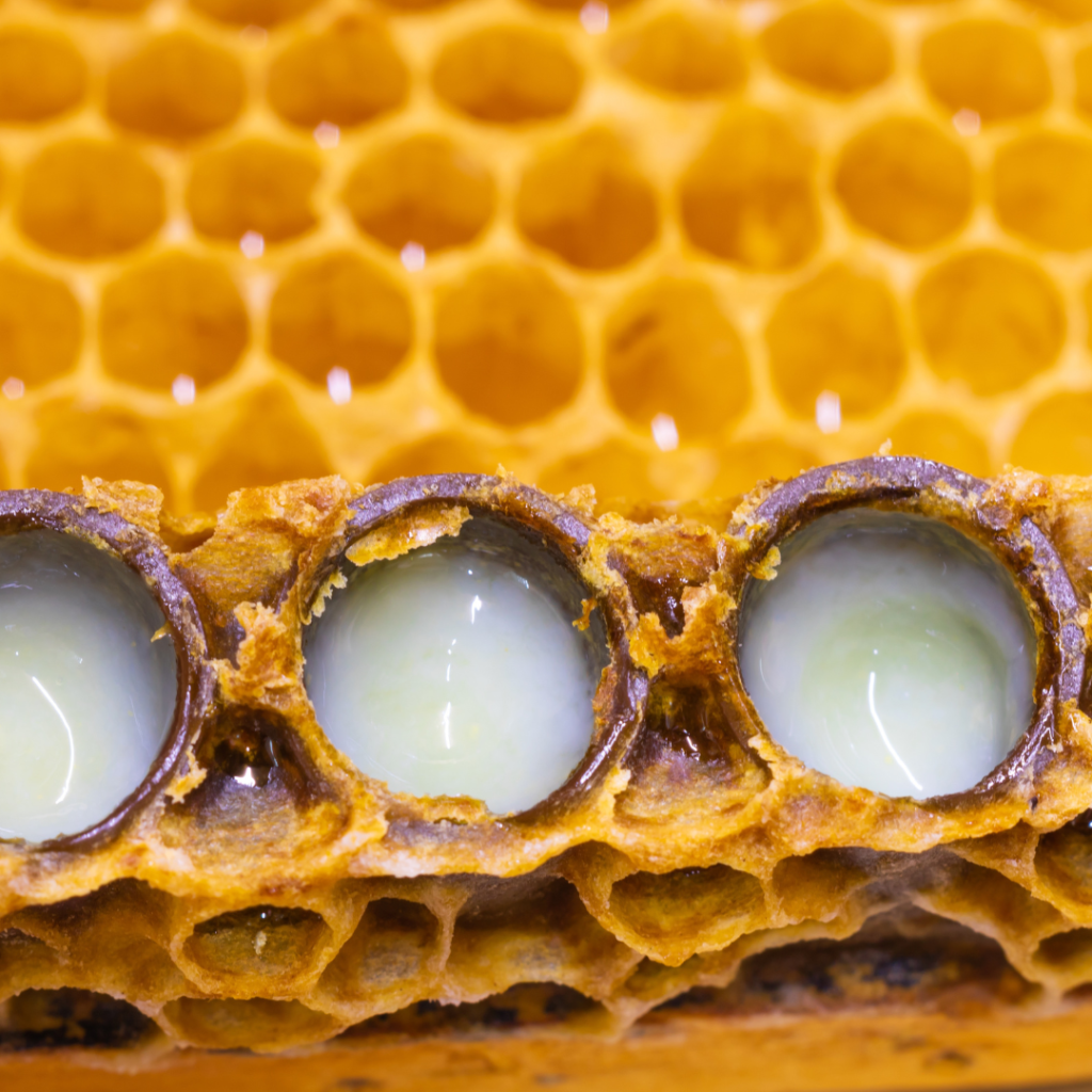 Gelée royale extraire visibilité de cette probiotique naturelle