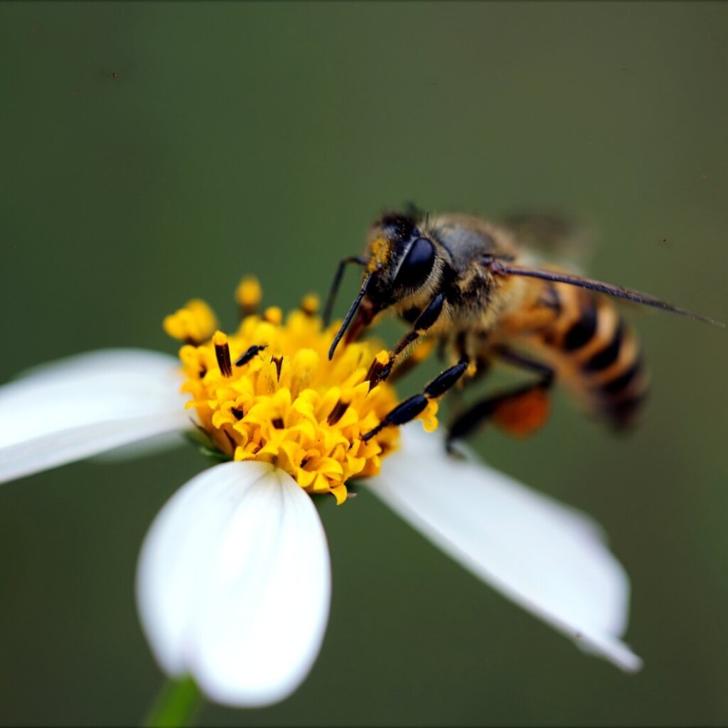 Les abeilles se nourissent de nectar