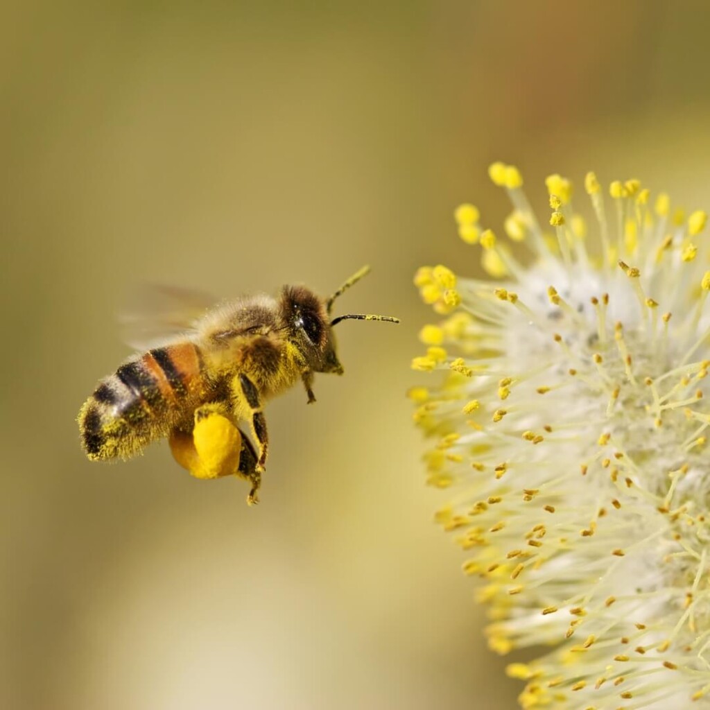 les abeilles mangent du pollen