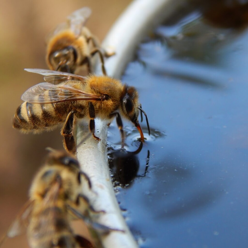 abeille boit de l'eau