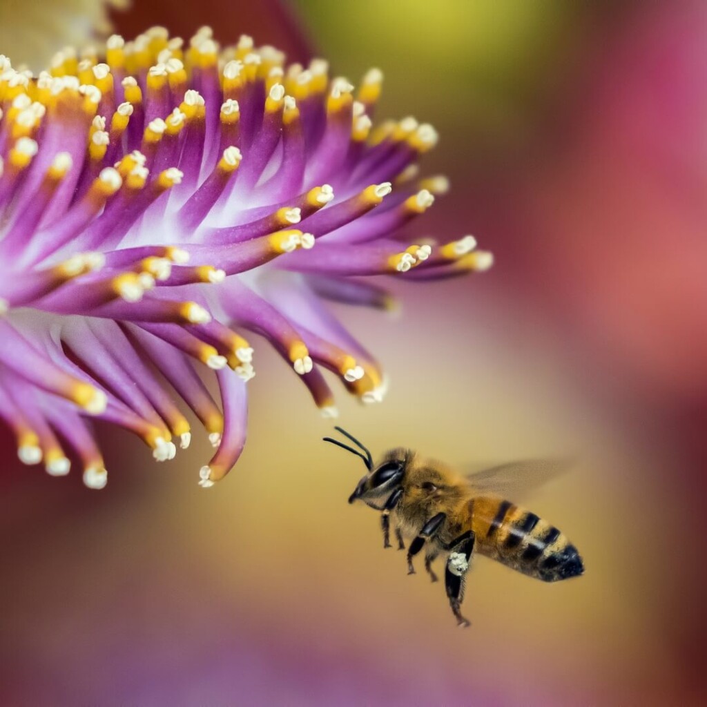 abeille en vol pour es nourrir