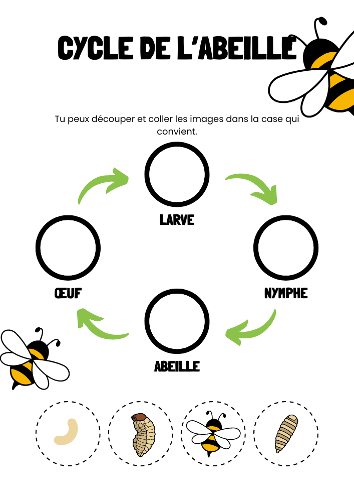 activité pdf cycle de vie de l'abeille