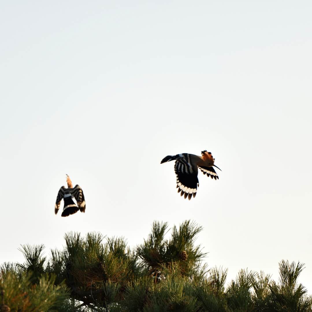 Close-up d'une huppe fasciée en vol, capturée en pleine action dans le ciel français.