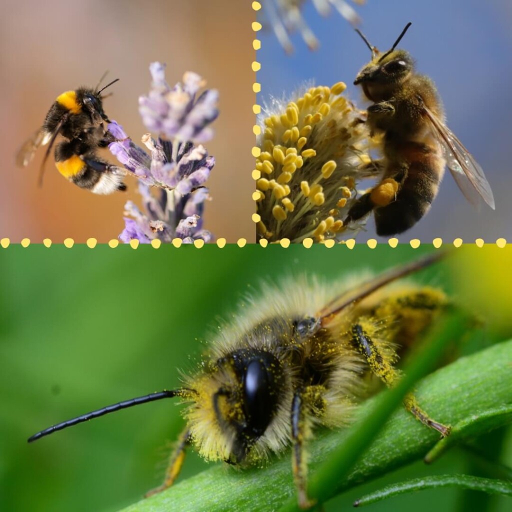 Les 3 grands groupes d'abeilles