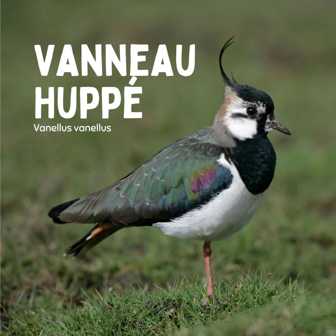 Gros plan sur un Vanneau huppé dans un champ