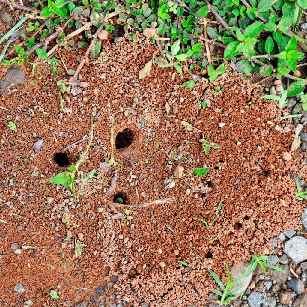 nid-sous-terrain fourmi
