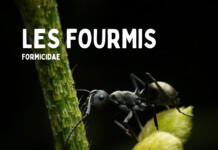 Fourmi insecte macro