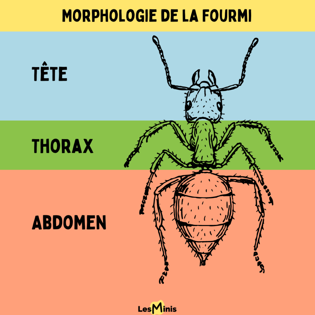 Morphologie les partie de la fourmi
