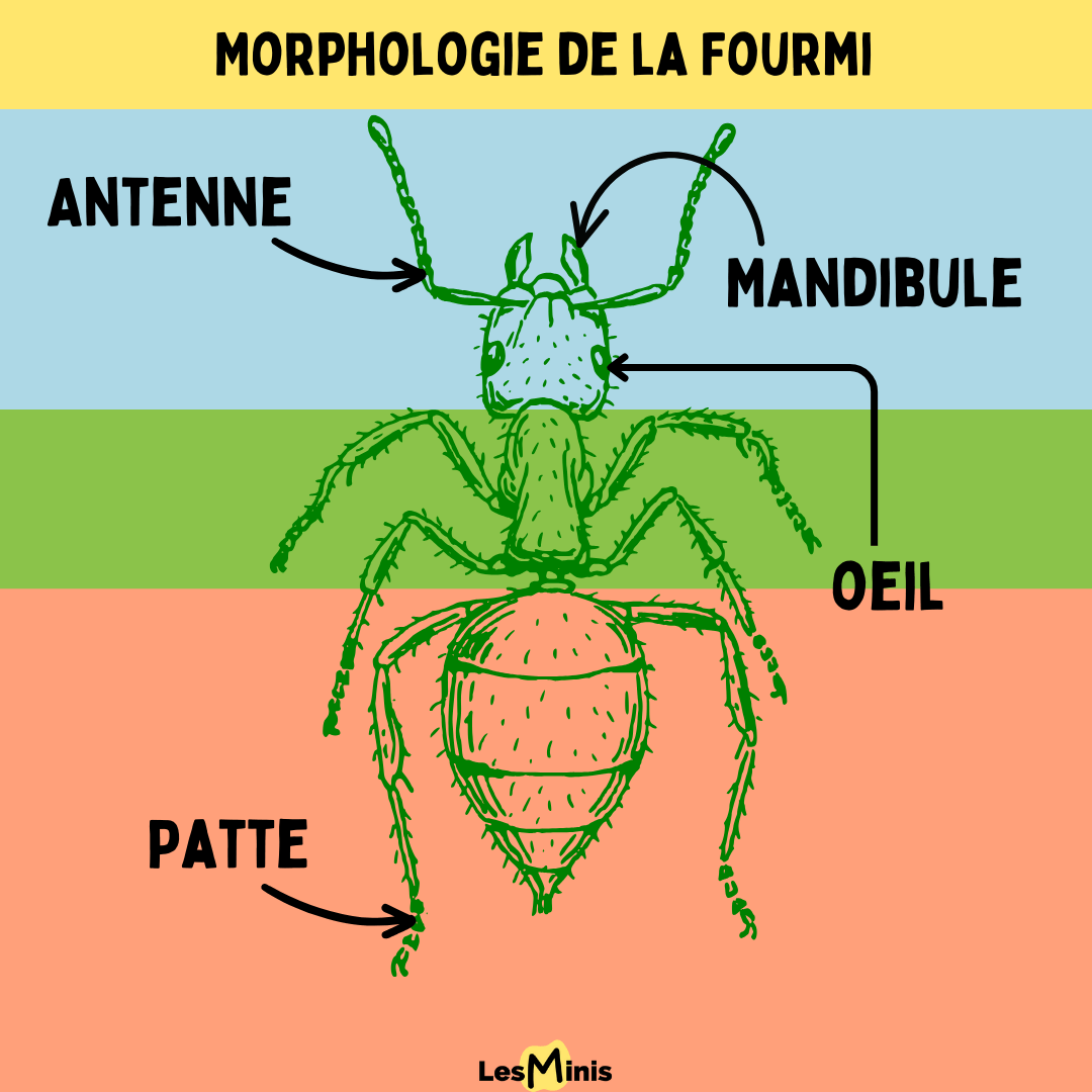 Fourmi Insecte Les fourmis : un monde fascinant à découvrir | LesMinis