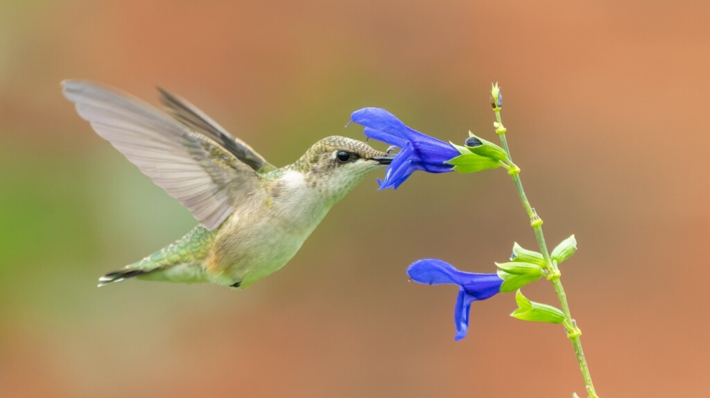 oiseaux-mouches, également appelés colibris, sont les plus petits oiseaux du monde