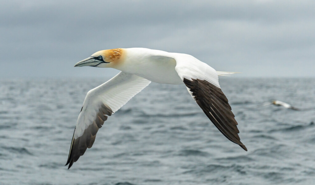 oiseaux marins