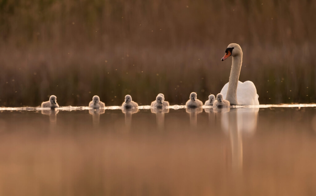 Famille les oiseaux aquatiques