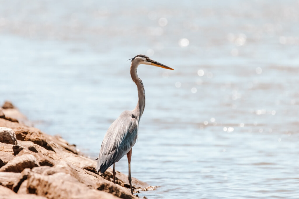 Famille oiseaux de rivage