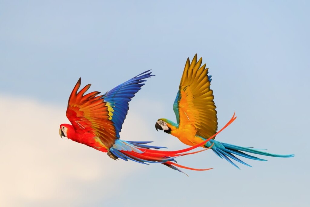 famille des oiseaux les perroquets