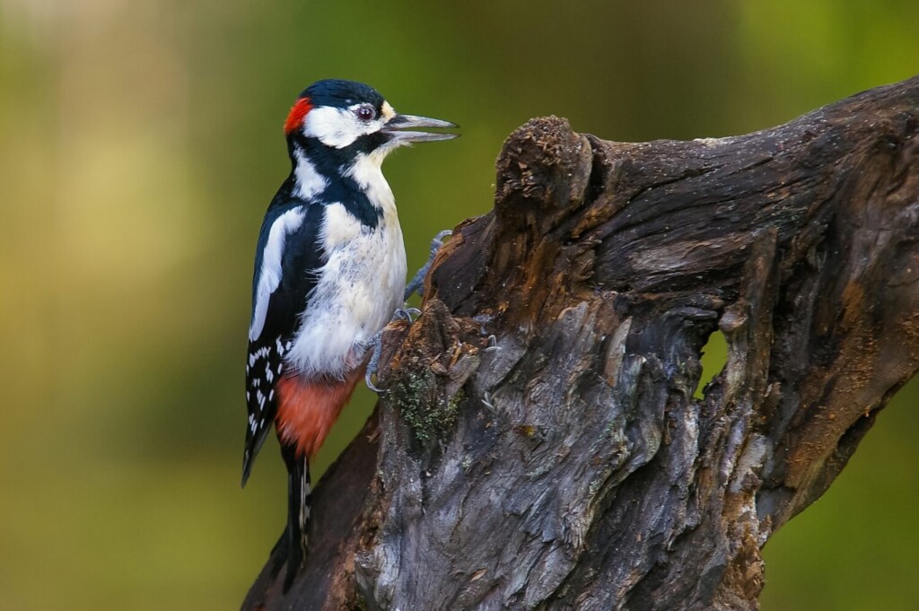 Pic et picidés familles des oiseaux batisseurs