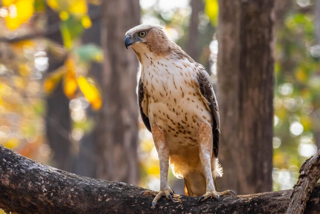 famille les rapaces