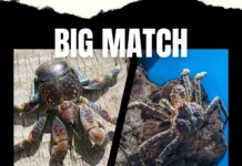 Qui est le plus grand crabe entre le crabe cocotier et le crabe royal?