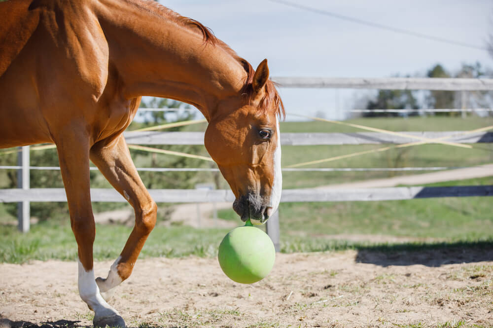 Cheval utilisant une balle distributrice de foin comme jouet d'enrichissement