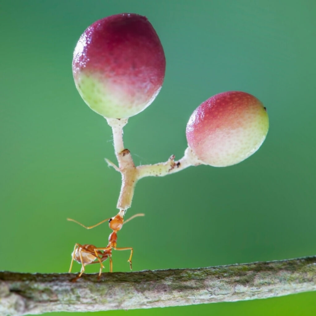 Figurine réaliste de fourmi illustrant sa force herculéenne capable de soulever plusieurs fois son poids.