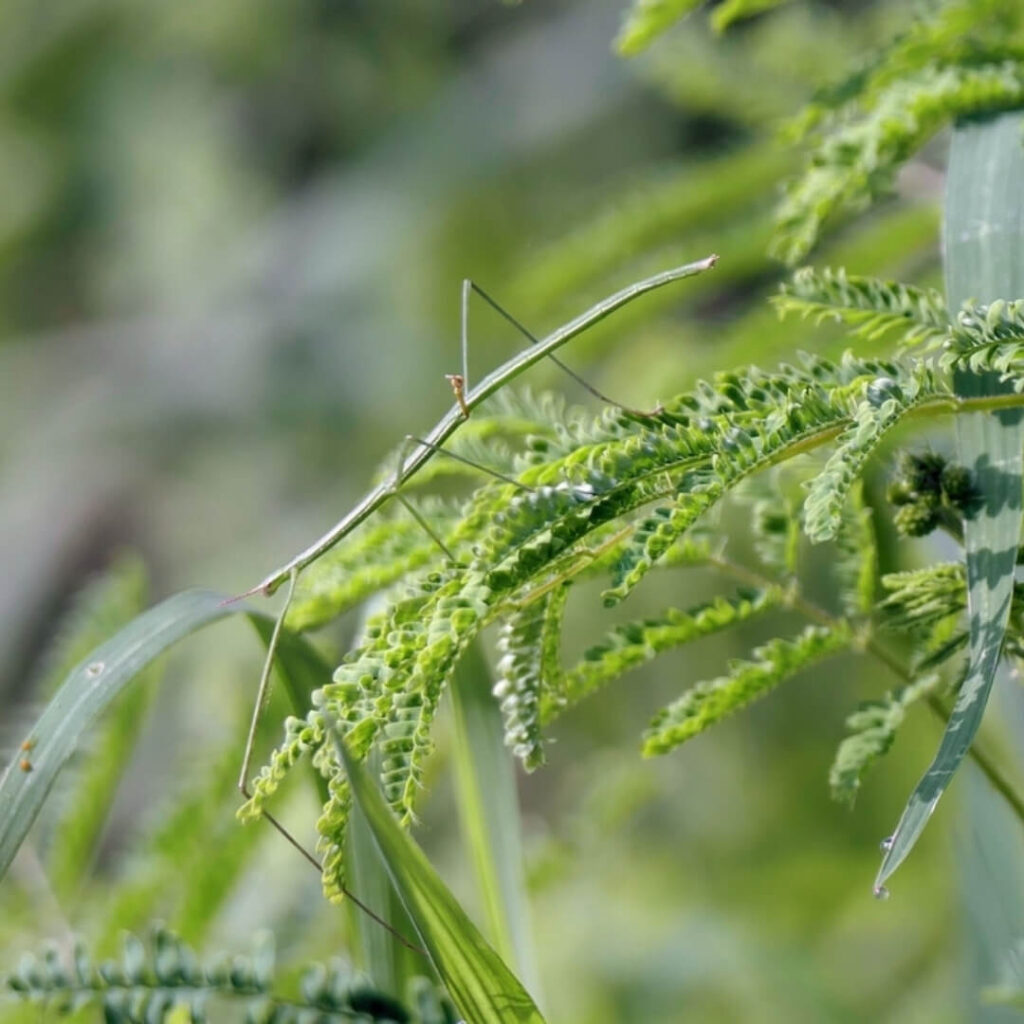 UN phasme parfaitement camouflé en brindille, maître du mimétisme chez les insectes.