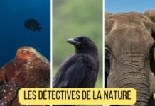 Intelligence animale : corbeau utilisant un outil, pieuvre résolvant un puzzle et éléphant démontrant ses capacités cognitives - figurines réalistes Les Minis
