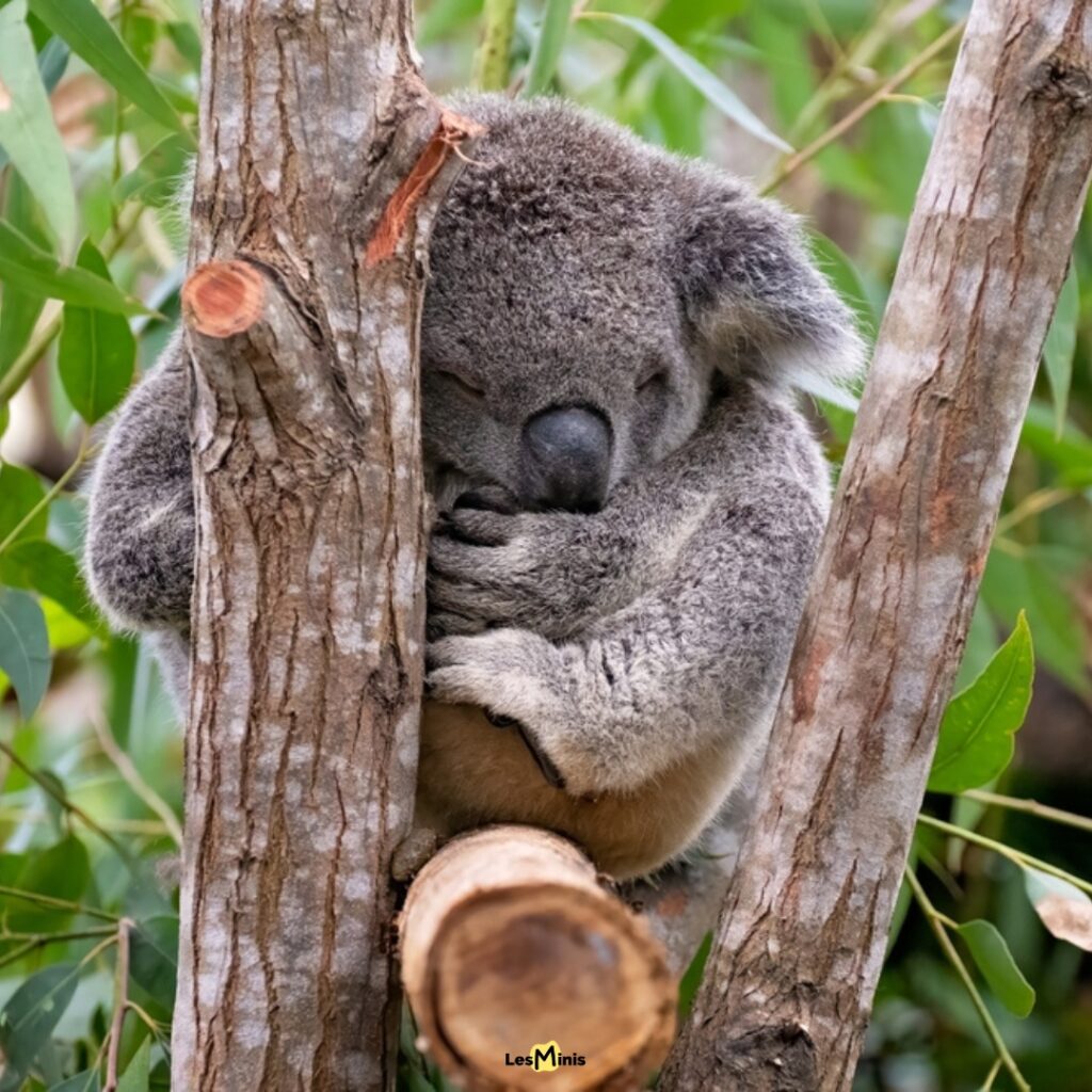 Koala dormant 22 heures par jour perché dans eucalyptus, champion absolu du sommeil animal avec stratégie survie énergétique