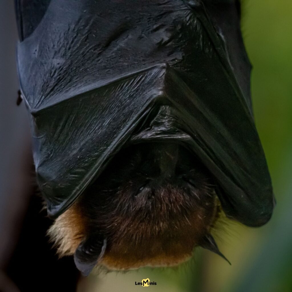 Chauve-souris dormant 20 heures tête en bas grâce à tendons automatiques et système circulatoire adapté position inversée