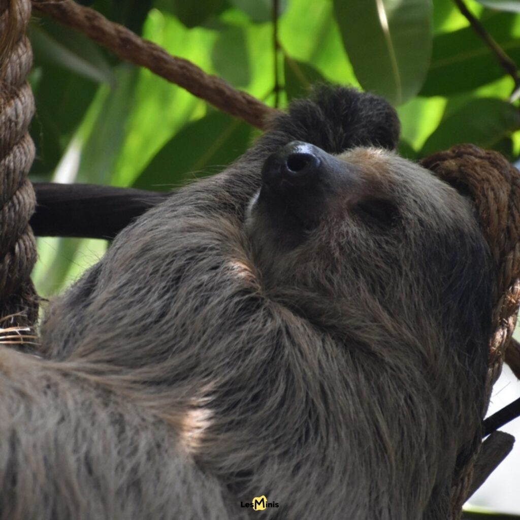 Paresseux dormant 20 heures par jour suspendu branche, digestion ultra-lente un mois, génie économie énergie jungle