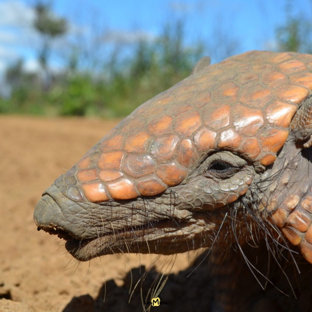 Tatou géant dormant 18 heures quotidiennes protégé par carapace blindée, métabolisme lent nocturne fouisseur sol