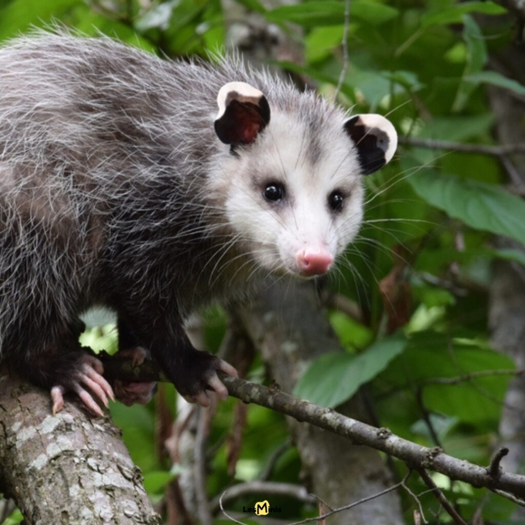 Opossum marsupial américain dormant 18 heures jour, stratégie faire le mort protection prédateurs famille marsupiaux