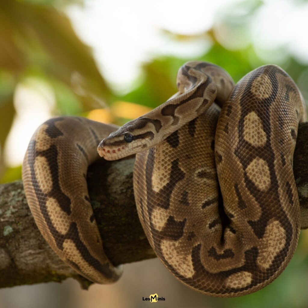 Python géant 6 mètres dormant 18 heures par jour, reptile prédateur métabolisme lent digestion semaines repos