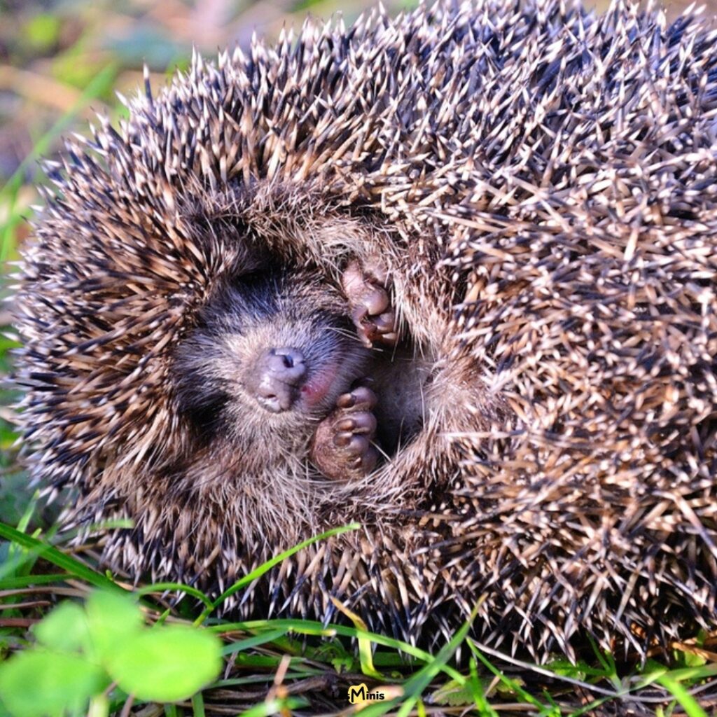 Hérisson enroulé en boule dormant 18 heures jour, mammifère nocturne piquants protection chasseur limaces escargots