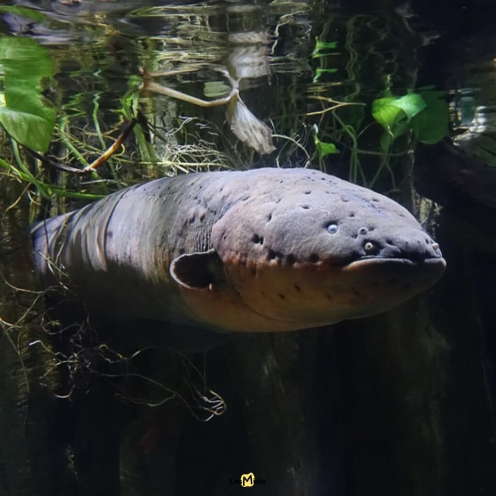 Anguille électrique générant 600 volts de décharge bioélectrique, pile vivante avec 5000 électrocytes pour électrolocalisation