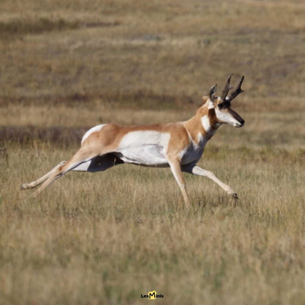 Antilope pronghorn courant à 80 km/h sur longue distance, marathonienne des plaines américaines aux adaptations cardio-respiratoires uniques