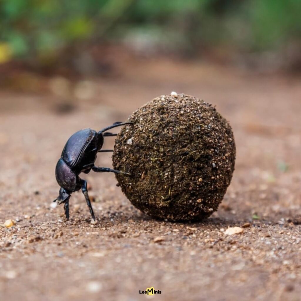 Bousier à tête de taureau tirant 1141 fois son poids, animal proportionnellement le plus fort du monde roulant sa boule d'excréments