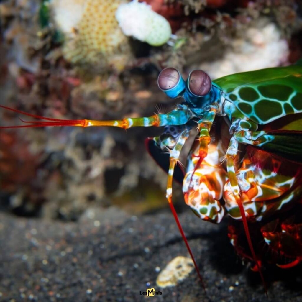 Crevette-mante multicolore Odontodactylus syllabus frappant avec ses appendices à 1500 newtons, créant des bulles de cavitation