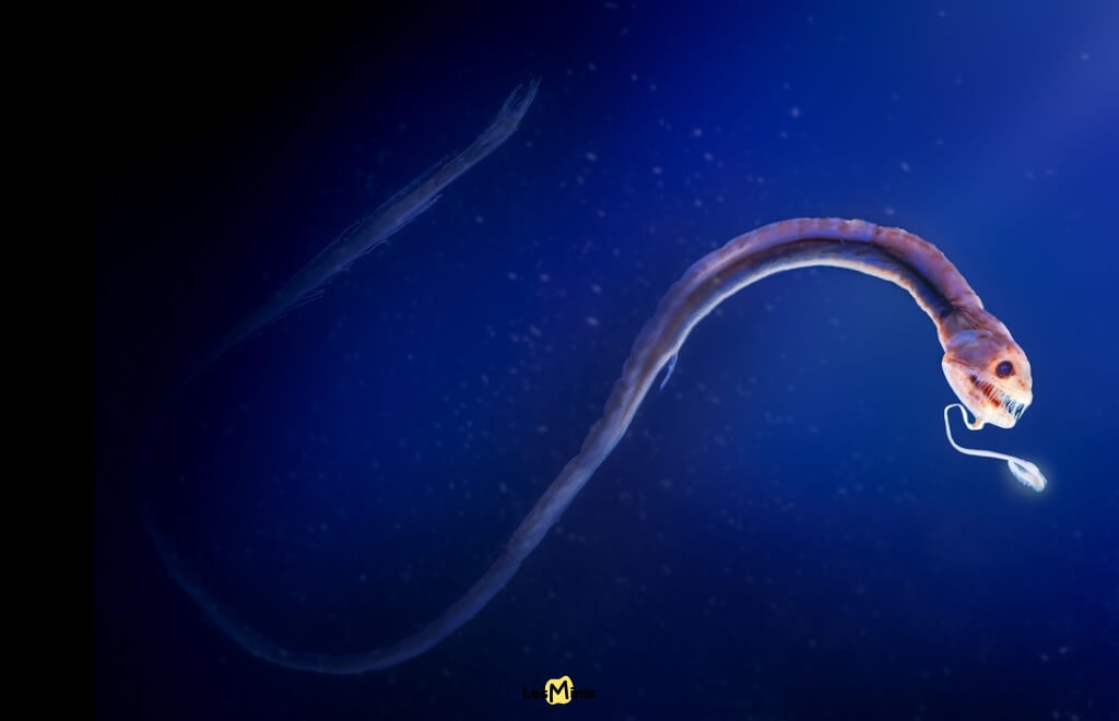 Dragon des mers, poisson des fonds marins avec rangées d'organes bioluminescents