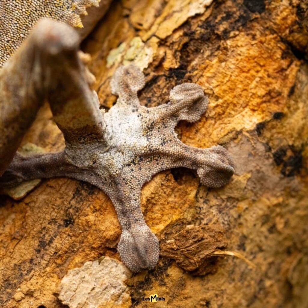 Gecko tokay collé au plafond grâce aux forces de van der Waals, montrant ses pattes adhésives avec millions de setae microscopiques