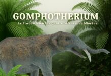 Gomphotherium avec quatre défenses caractéristiques dans son habitat de savane miocène, proboscidien ancêtre des éléphants