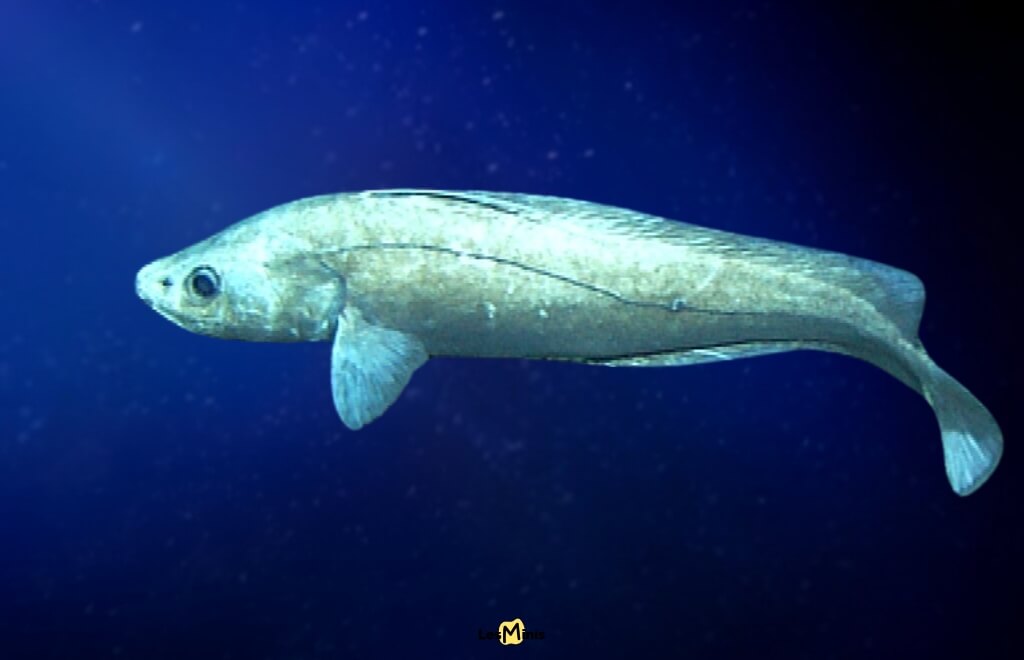 Poisson-loup antimora, espèce commune des fonds marins aux adaptations métaboliques