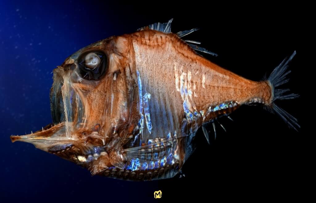 Poisson-hache, un poisson des fonds marins à la forme comprimée caractéristique
