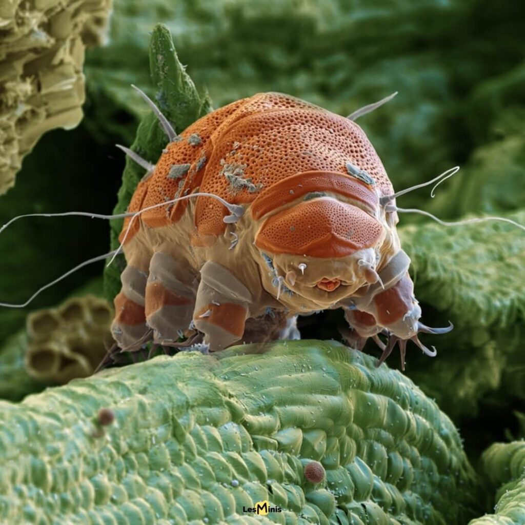 Tardigrade ourson d'eau en microscopie survivant à -272°C dans l'espace, animal le plus résistant de la planète