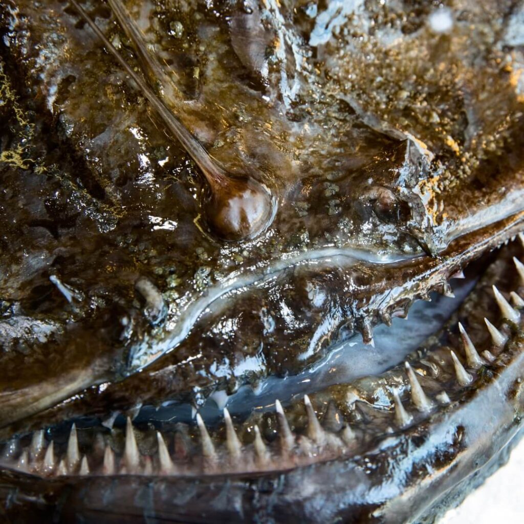 Gros plan sur la tête d'une baudroie montrant sa dentition impressionnante