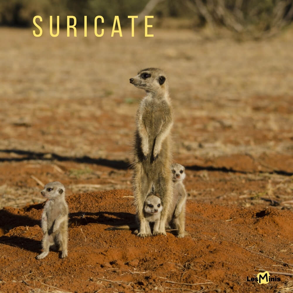 Suricate en position de sentinelle dans le désert du Kalahari, debout sur ses pattes arrière surveillant les prédateurs