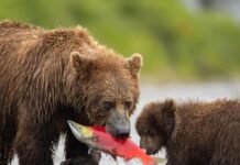 Ours brun pêchant des saumons dans une rivière, illustrant la diversité de son régime alimentaire omnivore