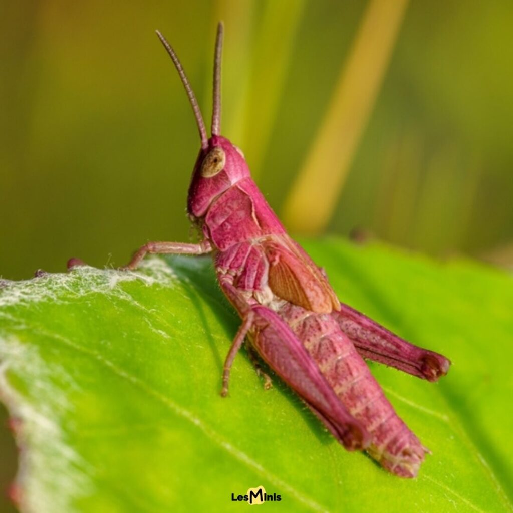 Sauterelle rose fluo mutation génétique, insecte aux couleurs extraordinaires contre nature