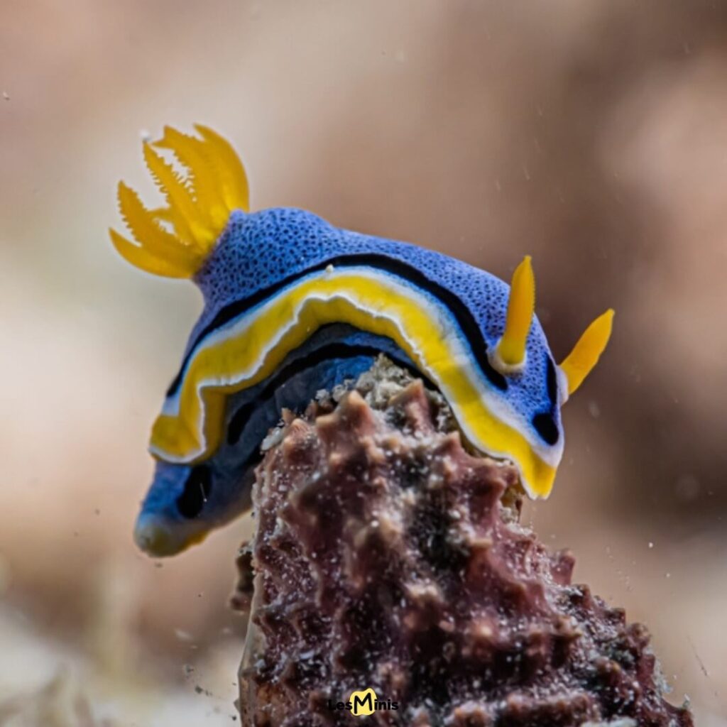 Limace de mer nudibranque arc-en-ciel rose violet, mollusque marin aux couleurs psychédéliques