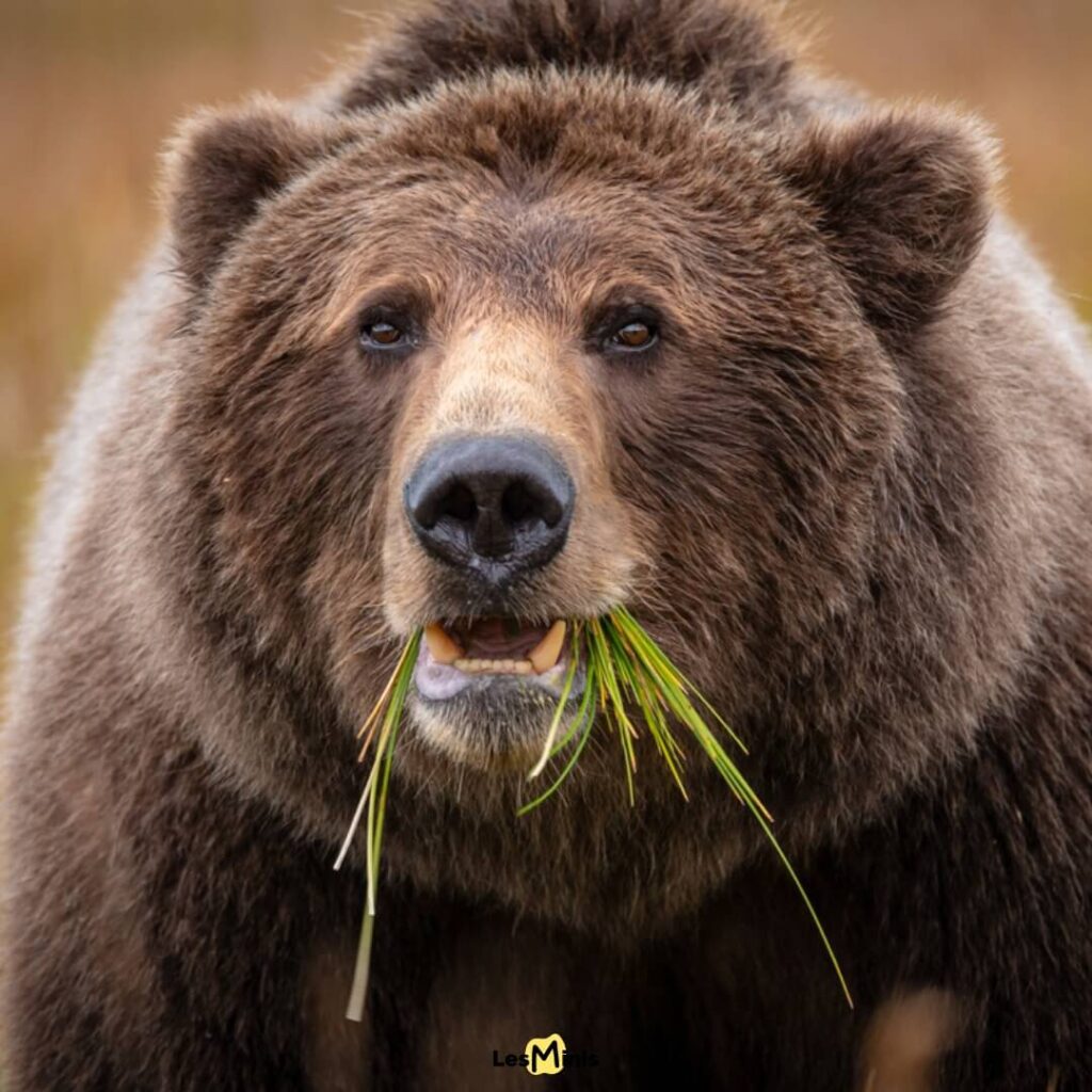 Gros plan sur la tête d'ours brun mâchant des jeunes pousses d'herbe après l'hibernation